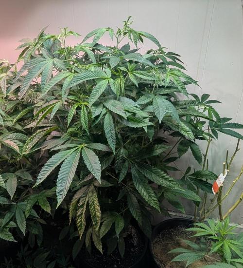 Pure Michigan. Week 20