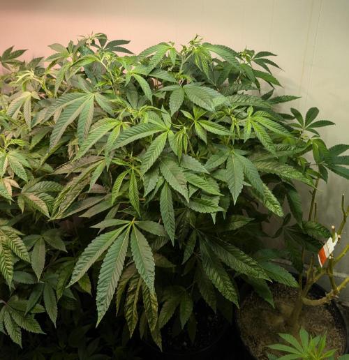 Pure Michigan. Week 20