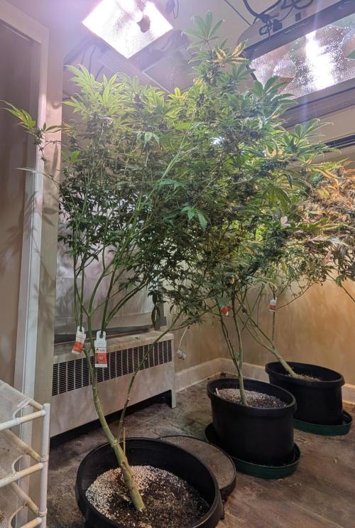 Strawberry Banana. Week 20