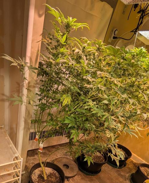 Strawberry Banana. Week 20