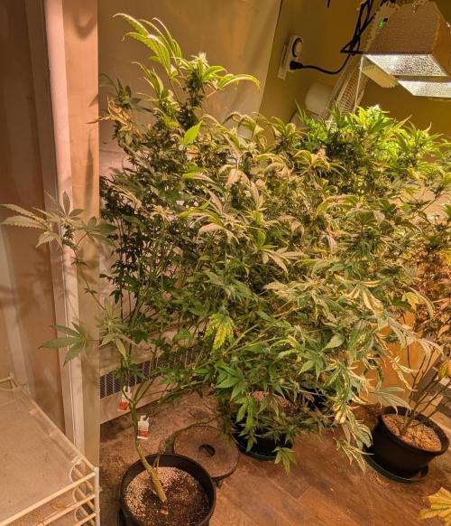 Strawberry Banana. Week 20