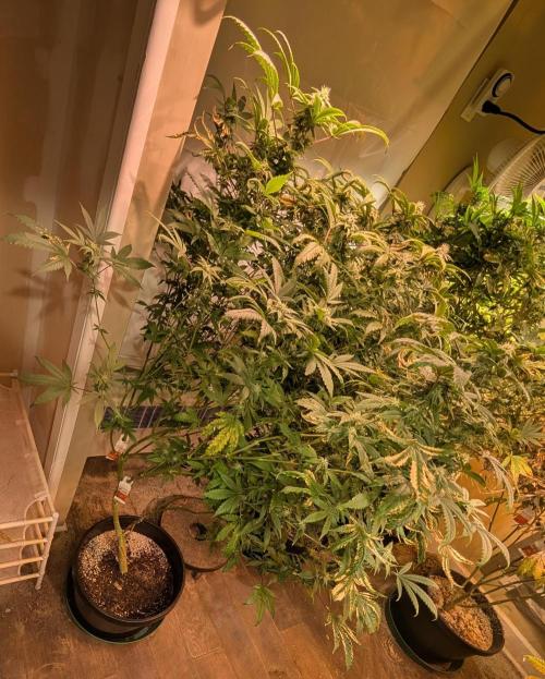 Strawberry Banana. Week 20