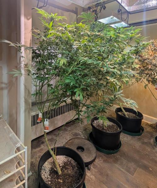 Strawberry Banana. Week 20