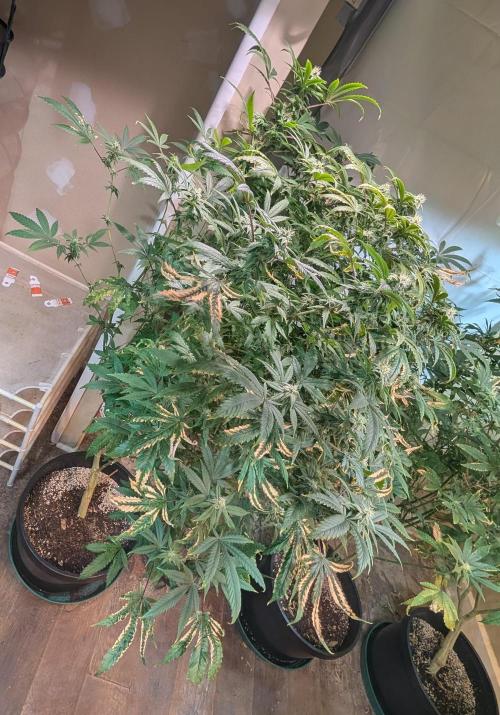 Strawberry Banana. Week 20