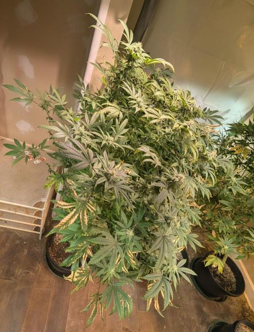 Strawberry Banana. Week 20