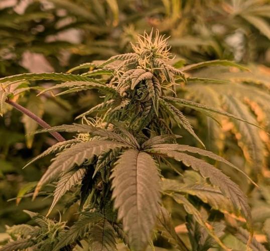 Strawberry Banana. Week 20