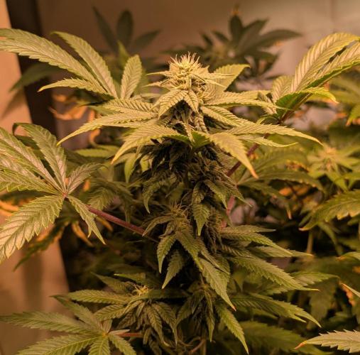 Strawberry Banana. Week 20