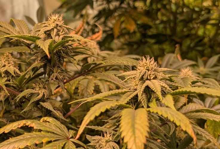 Strawberry Banana. Week 20