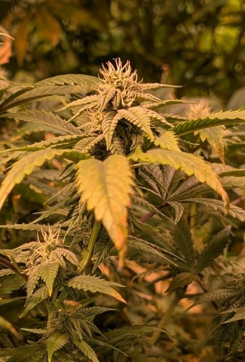 Strawberry Banana. Week 20