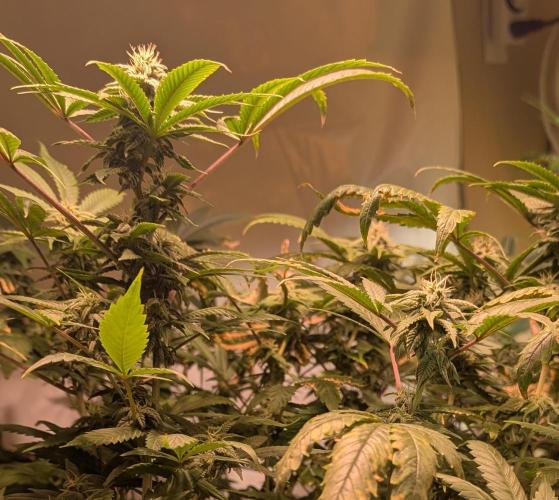 Strawberry Banana. Week 20