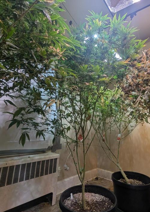 Hellfire OG. Week 20