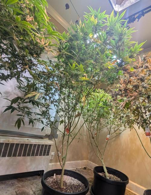 Hellfire OG. Week 20