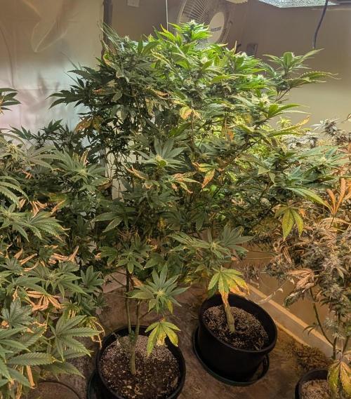 Hellfire OG. Week 20