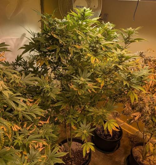 Hellfire OG. Week 20