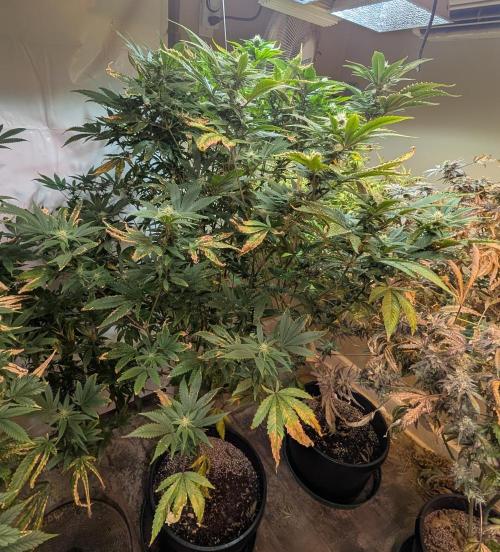 Hellfire OG. Week 20