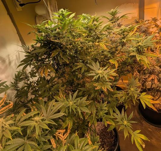 Hellfire OG. Week 20