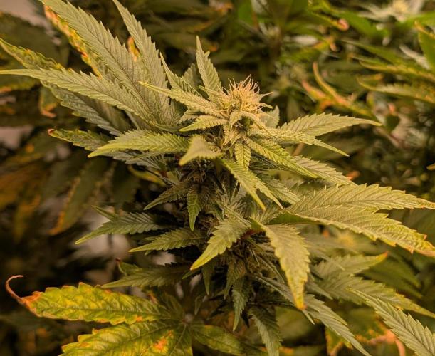 Hellfire OG. Week 20