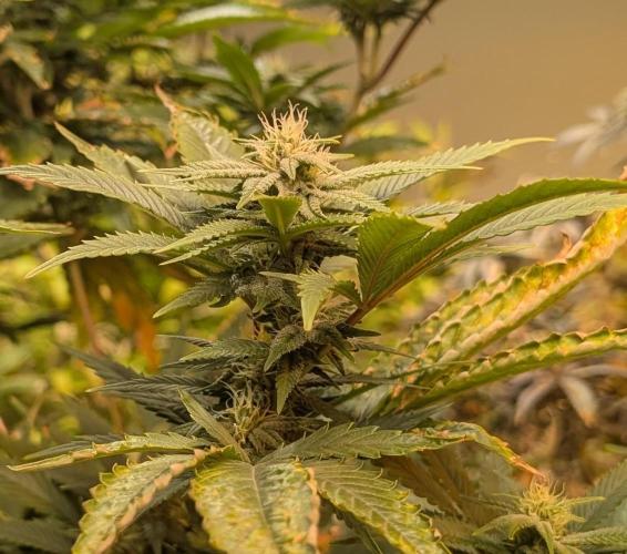 Hellfire OG. Week 20