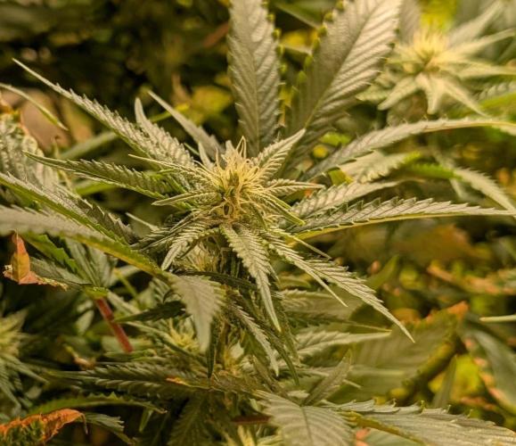 Hellfire OG. Week 20