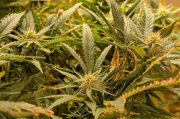 Hellfire OG. Week 20