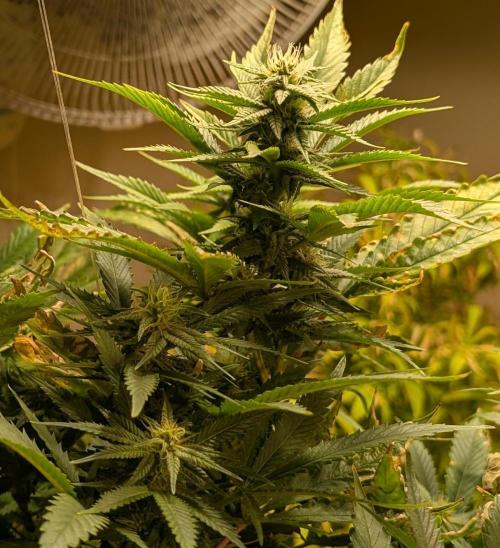 Hellfire OG. Week 20