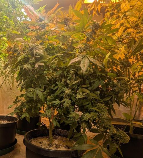 Apple Fritter. Week 26