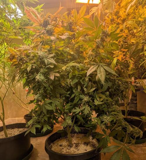 Apple Fritter. Week 26