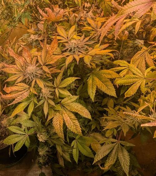 Apple Fritter. Week 26