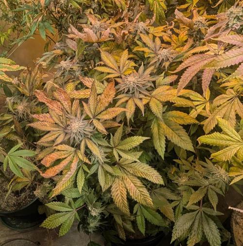 Apple Fritter. Week 26