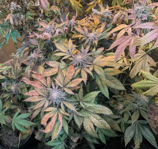 Apple Fritter. Week 26