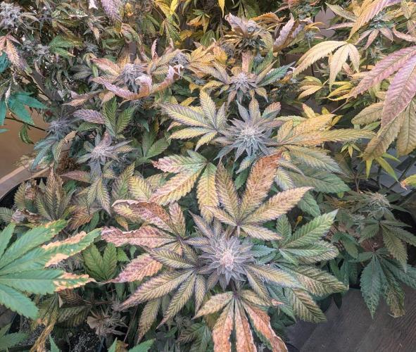 Apple Fritter. Week 26