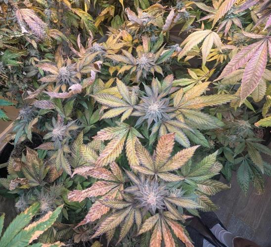 Apple Fritter. Week 26