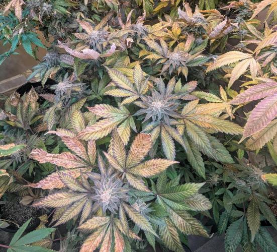 Apple Fritter. Week 26