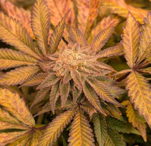 Apple Fritter. Week 26