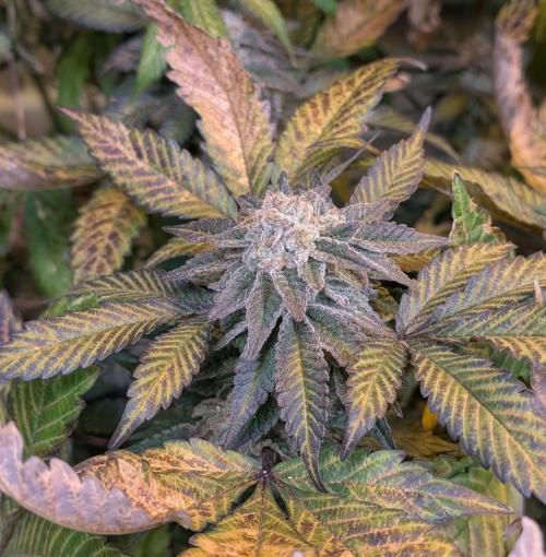 Apple Fritter. Week 26