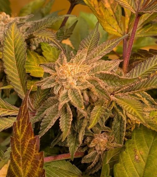 Apple Fritter. Week 26