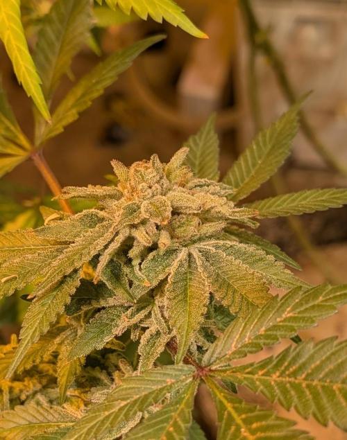 Apple Fritter. Week 26