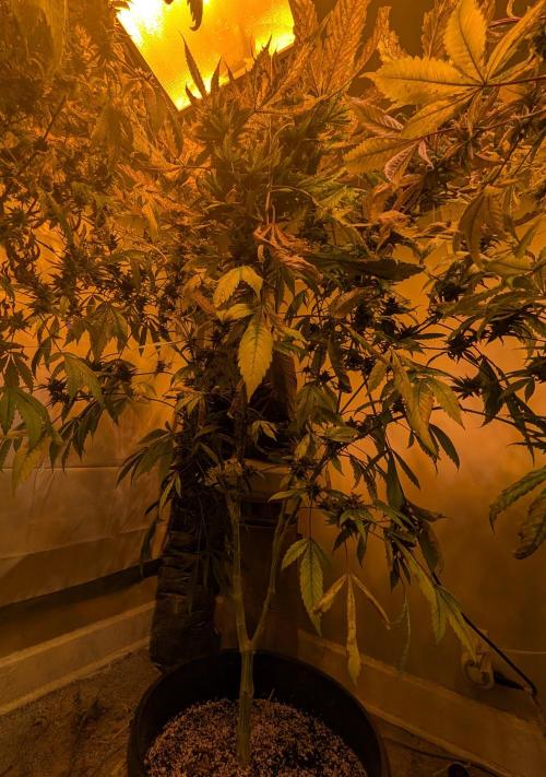 Red Mandarine. Week 20