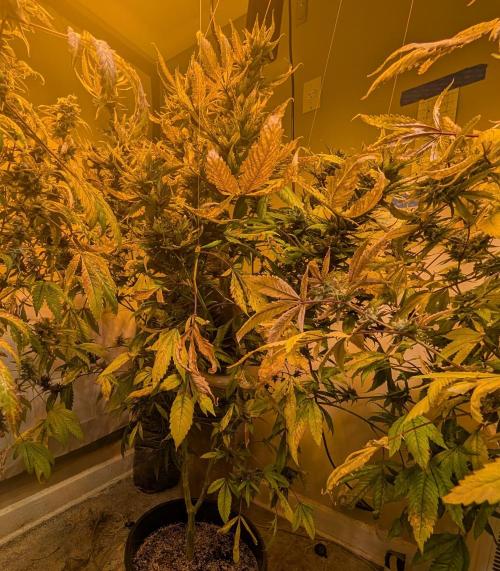 Red Mandarine. Week 20