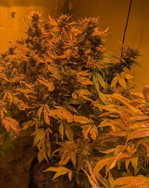 Red Mandarine. Week 20