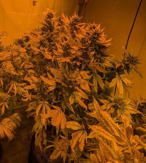 Red Mandarine. Week 20