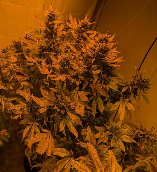 Red Mandarine. Week 20