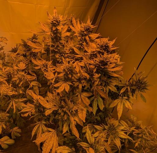 Red Mandarine. Week 20