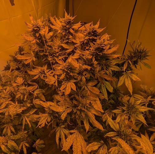 Red Mandarine. Week 20