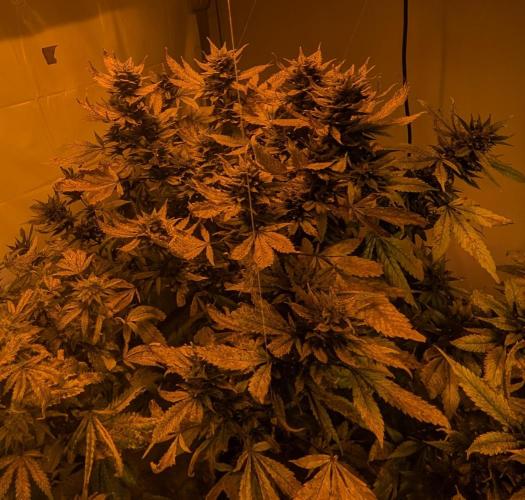 Red Mandarine. Week 20