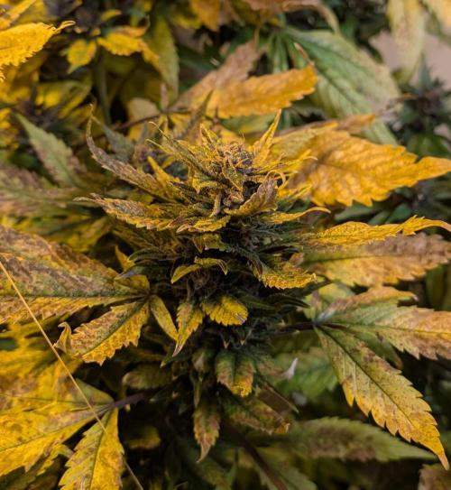 Red Mandarine. Week 20