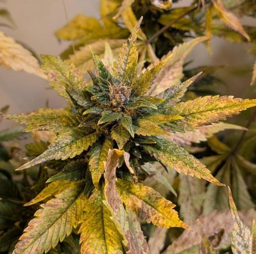 Red Mandarine. Week 20