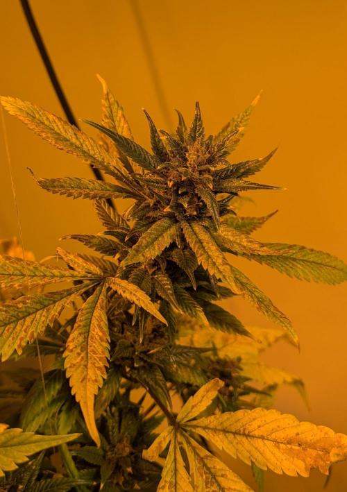 Red Mandarine. Week 20