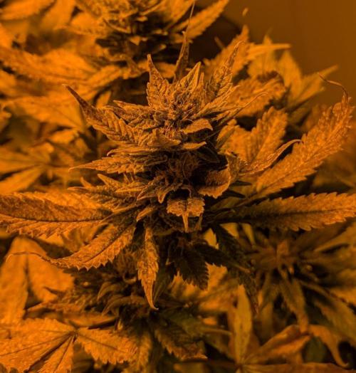 Red Mandarine. Week 20