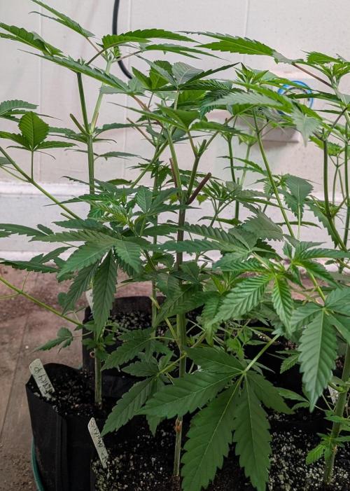 Permanent Marker. Week 8